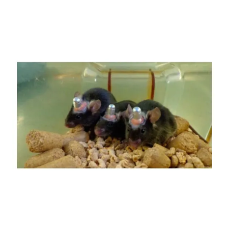 Laboratory Animals Brain Single Cannula